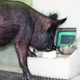 “Ebony” working the joystick with their snout.